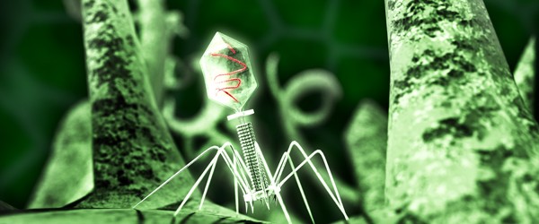 Вирусы как стражи здоровья