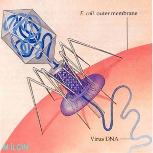 bacteriophage_jpg