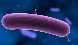 Вирус на бактериальной клетке Примерно так соотносится бактериофаг и бактерия