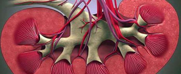 УЗИ почек: Обычности. Особенности. Ошибочности